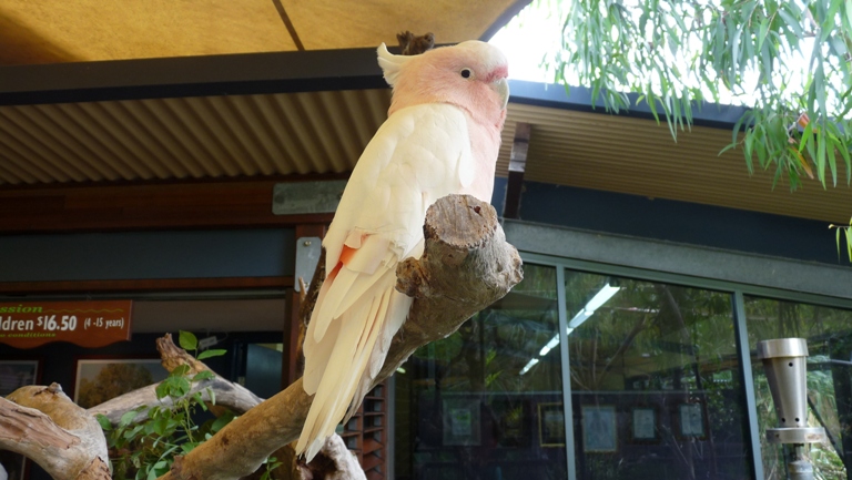 Major Mitchell Cockatoo